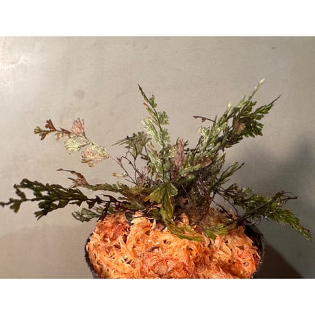 Crepidomanes sp. from Aceh sumatera