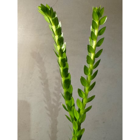 (大株) Phlegmariurus phlegmarioides Aimas, Sorong, West Papua 伊藤蟻植物農園
