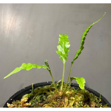Thelypteris pinnatifida from Colombia [LA0316-03]