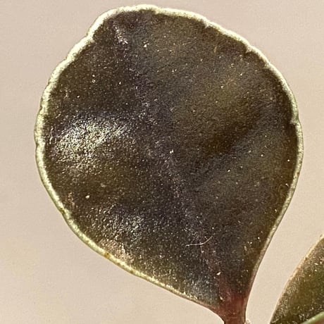 Ardisia sp. from West Kalimantan