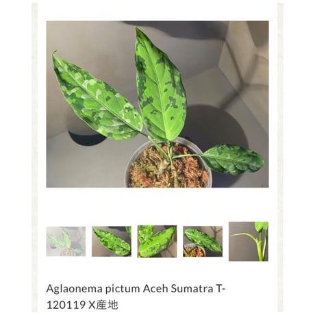 Aglaonema pictum Aceh Sumatra T-120119 X産地