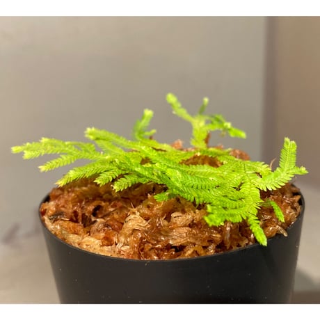 Selaginella biformis [STRINGE PLANTS]