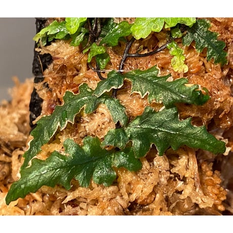 Teratophyllum "Birdwing-fern" from Bentong [AZ0117-3]