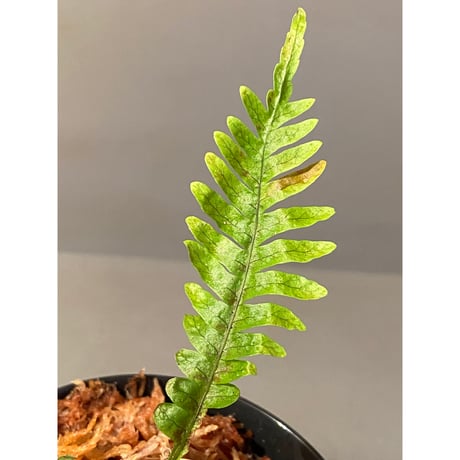 Polypodium sp. from Perak MALAYSIA [R0718-01]