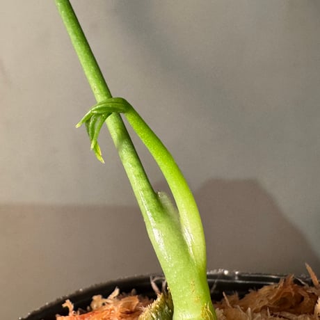 Anthurium aff. eminens