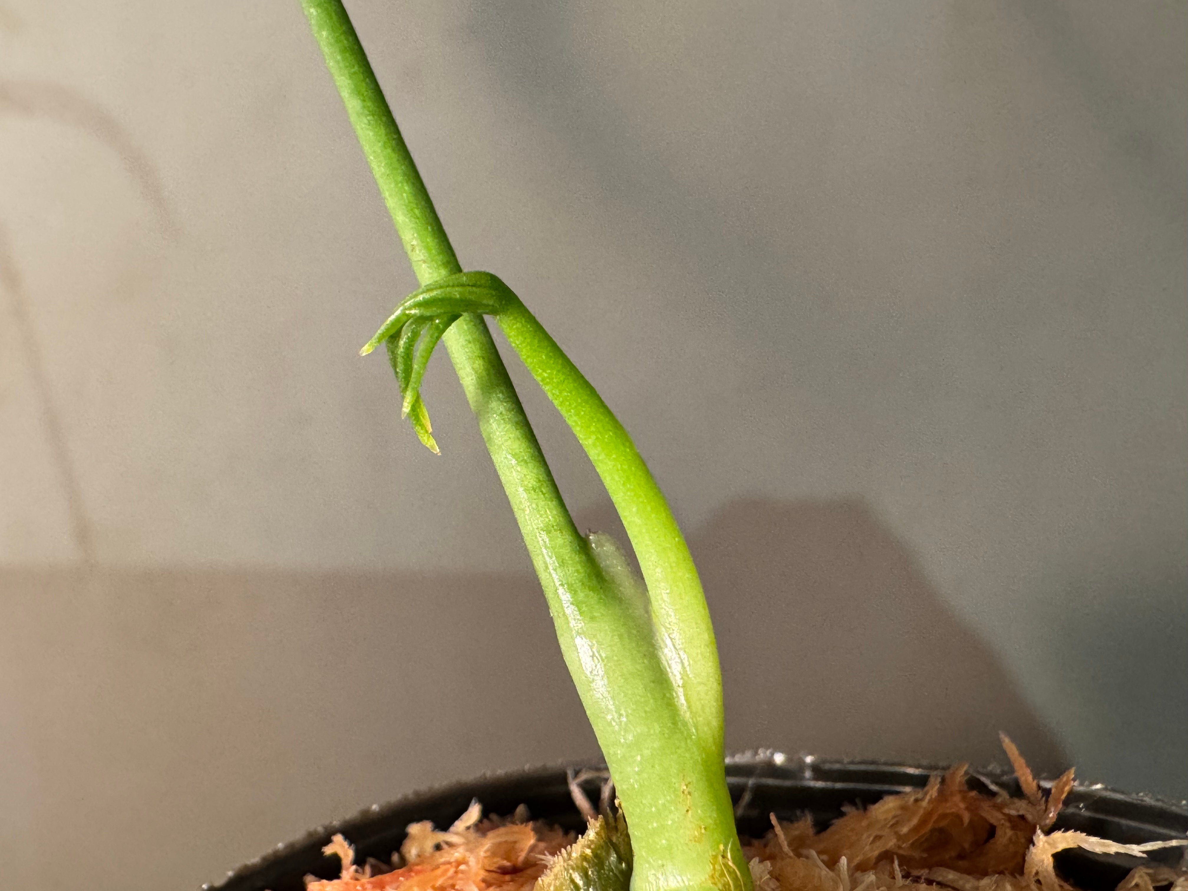 Anthurium aff. eminens | M・R・G・R