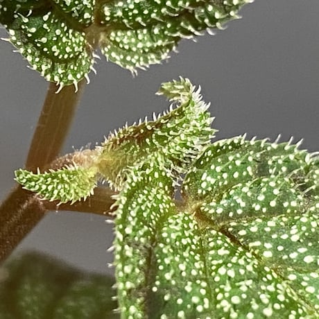 Sonerila sp. from Phitsanulok