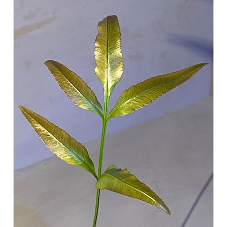 Scyphularia(Davallia) pentaphylla from South Sulawesi 伊藤蟻植物農園