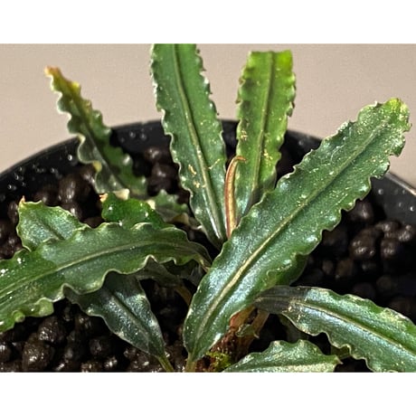 (２株立ち) Bucephalandra sp. from "Mangat" [MF0417-2A]