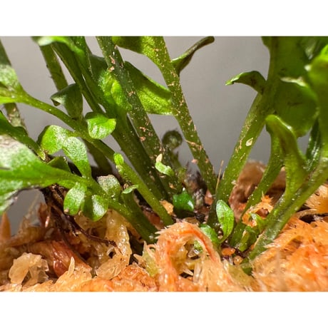 Bolbitis sinuosa from Philippines