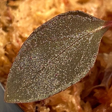 Melastoma sp. from Sibolga