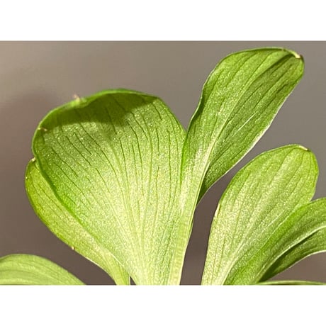 Homalomena sp. [LA0317-z-r] ②