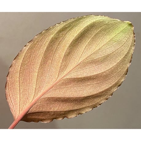 Homalomena sp. 'Rec1-08' K0718-f1 [KZT]