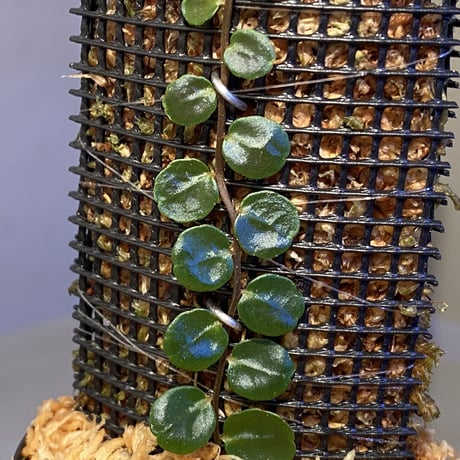 Marcgravia sp. "Azreal"