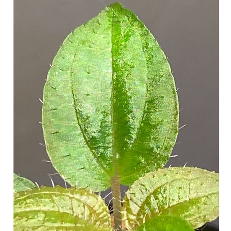 Phylagathis sp. from Cao Bang. Vietnum