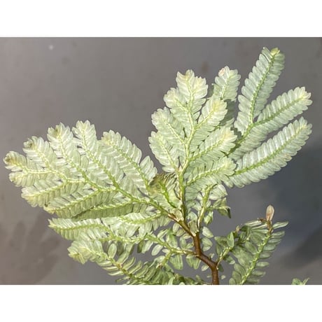 Selaginella picta
