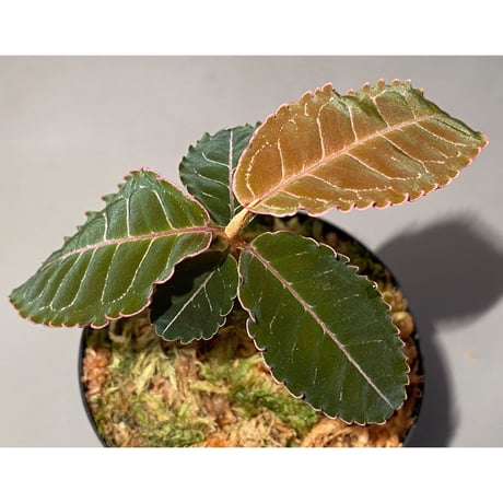 Labisia sp. from Riau Sumatera