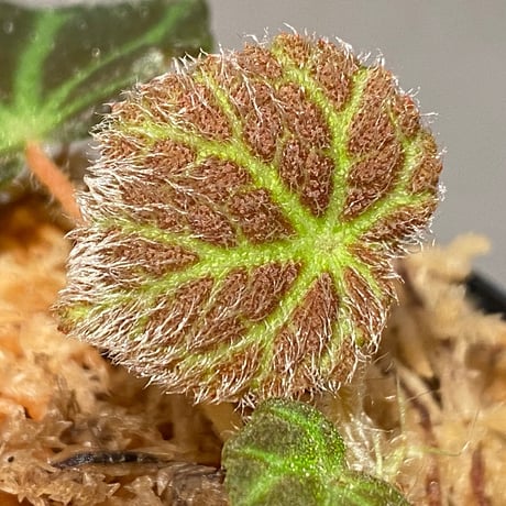Begonia sp . from Sumpur [TK031117]