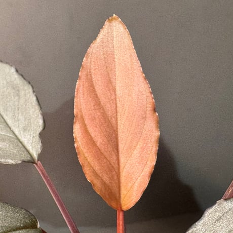 Homalomena sp. "Pink Velvet Long Leaf" from Kepulauan Riau