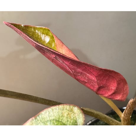 Syngonium cf. erythrophyllum from Colombia [LA0316-02]