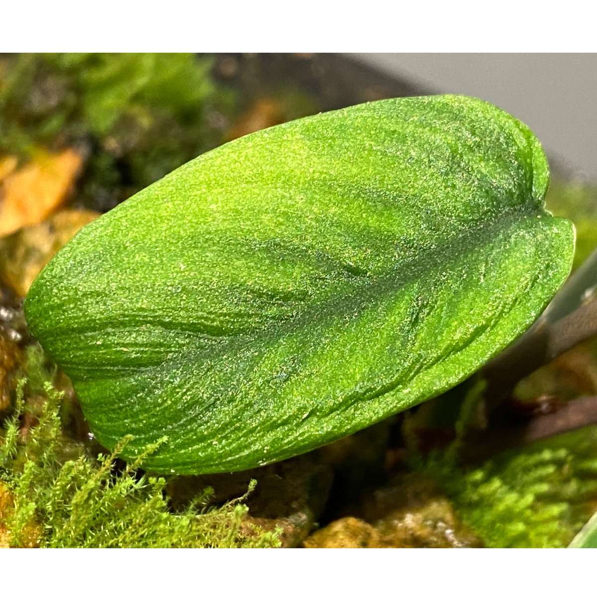 タグ付き) Homalomena plicata 