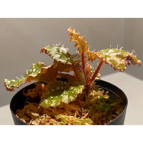 Begonia sp. from Muara Wahau [TB]