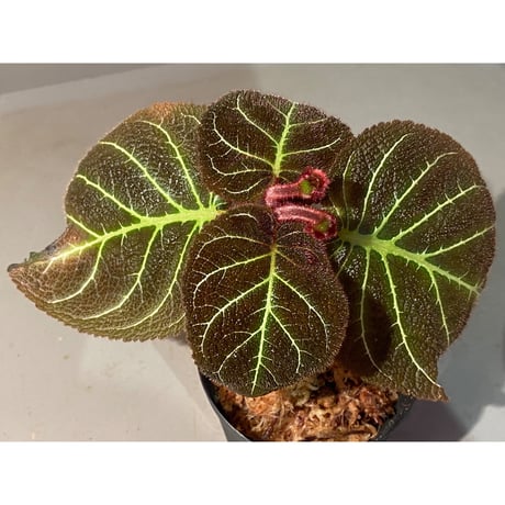 Pearcea hypocyrtiflora from Rio Napo Ecuador [tanakay] 白葉脈