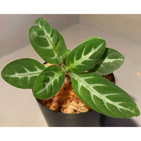 Gymnostachyum sp. f1 from Sumatera Barat [LA0414-01]