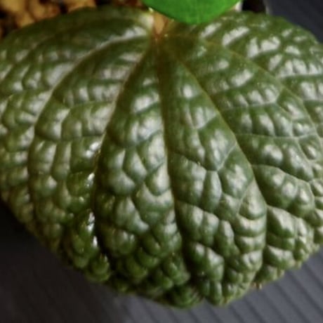 Peperomia sp. from Ecuador