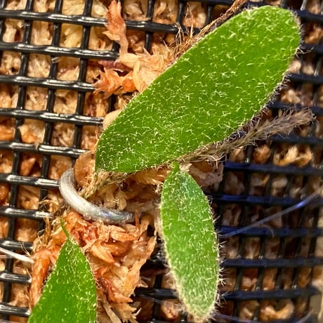 Pyrrosia nummularifolia from Santa Fe Luzon Philippines [KSB]