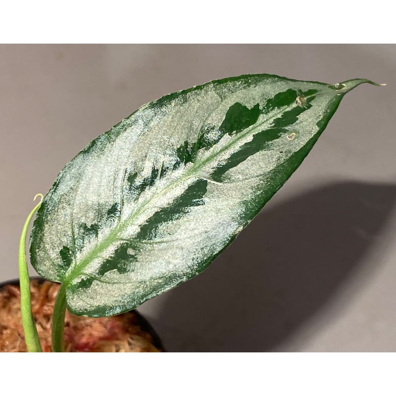 Schismatoglottis sp. from Chaina [カミハタ] | M・R・G・R