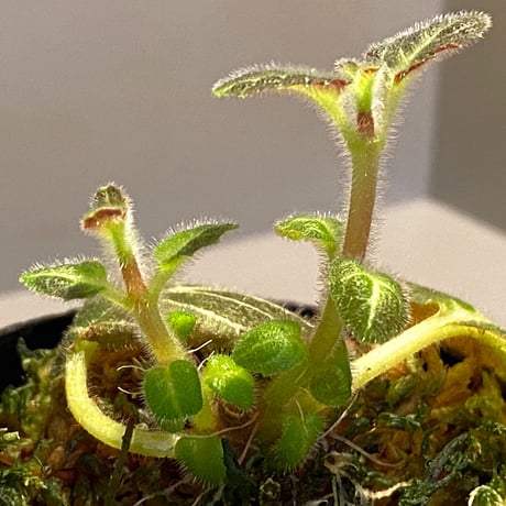 Pearcea hypocyrtiflora from South America