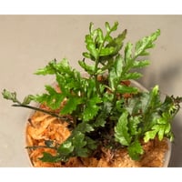 Bucephalandra sp. Chocolata カミハタ便 Bucephalandra sp. 