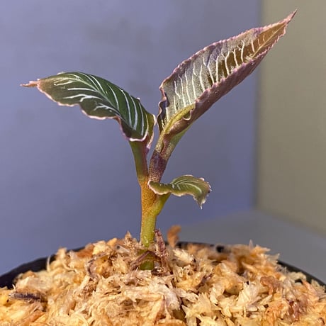 Ardisia sp. from Perlis Malaysia