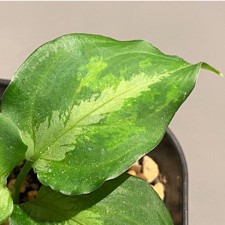 Aglaonema pictum JCS from Sumatera Barat [AZ0413-2a]