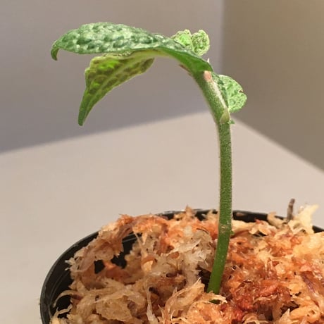 Elatostema sp. (Sri Lanka) ?
