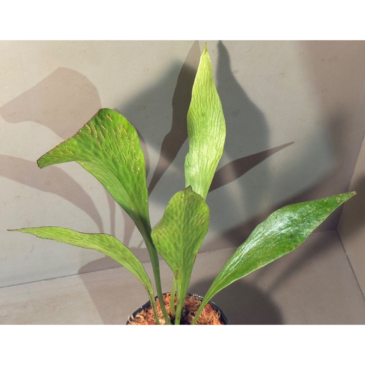 Antrophyum sp. 巨大なタキミシダ Antrophyum sp. 巨大なタキミシダ Antrophyum sp. from Aceh sumatera