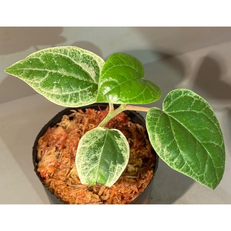 Piper sp. 'Variegata' サンシャインらん展 [Joe&Mom]