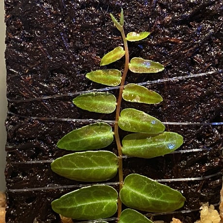 Marcgravia umbellata [Equaflor-A]
