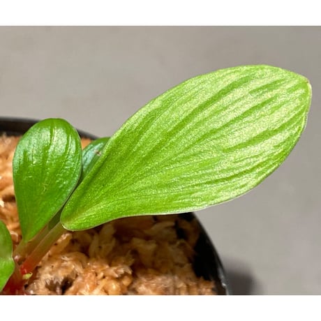 Homalomena sp. [LA0317-z-r]