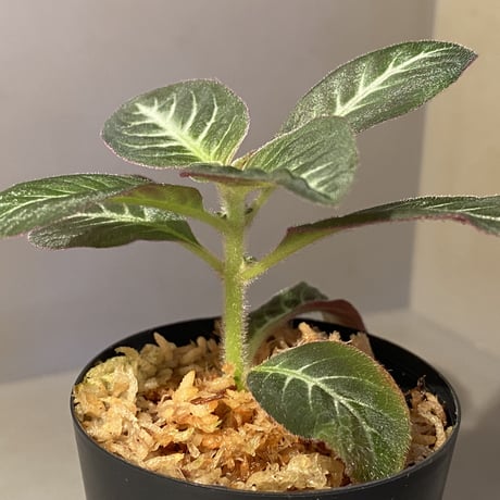 Codonoboea cf. pumilla from Riau sumatera [LA1119-02]