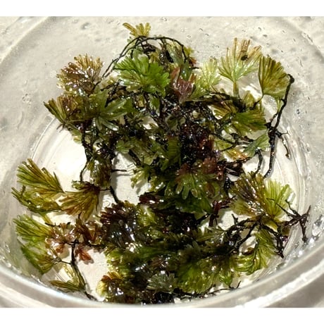Crepidomanes sp. from East Java