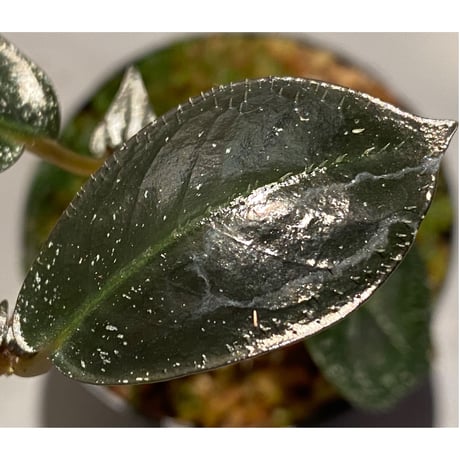 Argostemma hookeri from Malay Peninsula
