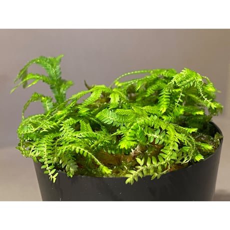 Selaginella biformis [STRINGE PLANTS]