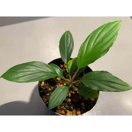Homalomena sp. from "Nanga pinoh" Kalimantan barat [TB]