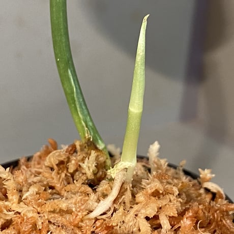 Scindapsus sp. from Pahang Malaysia