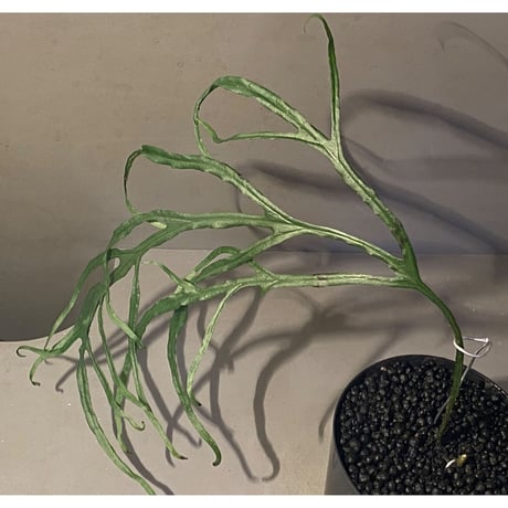 (大株) Microsorium sp. from Saripoi [LA0515-02]