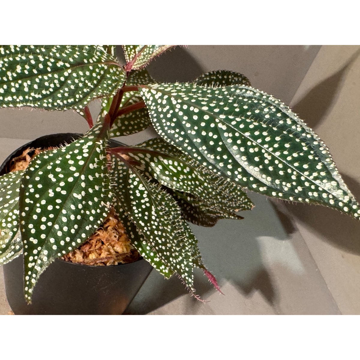 Sonerila sp. mamei | M・R・G・R