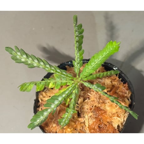 Biophytum sp. BB8th [LA]