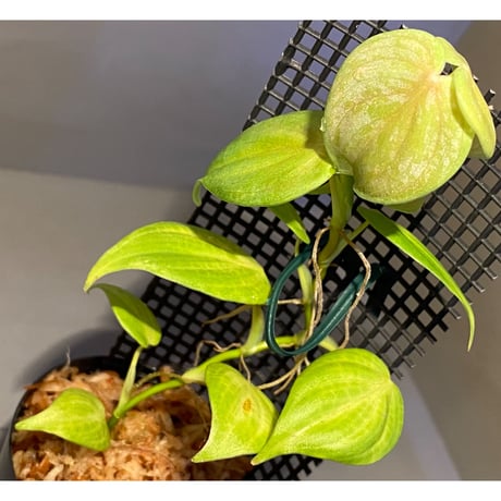 Philodendron sp. from Iquitos Peru [tanakay]